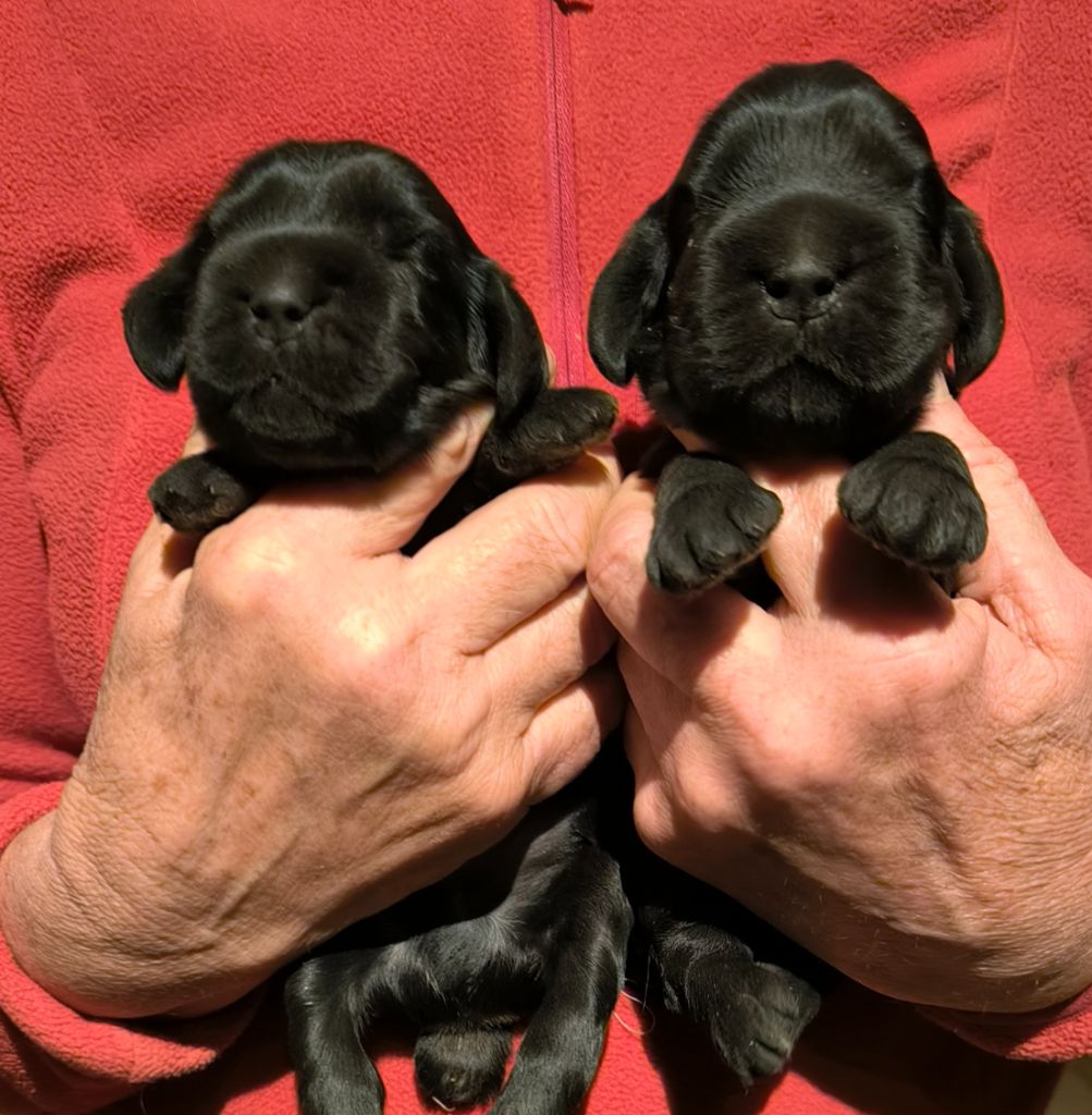 Des terres froides - Chiot disponible  - Cocker Spaniel Anglais