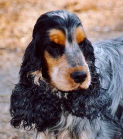 Plum la poule Des terres froides