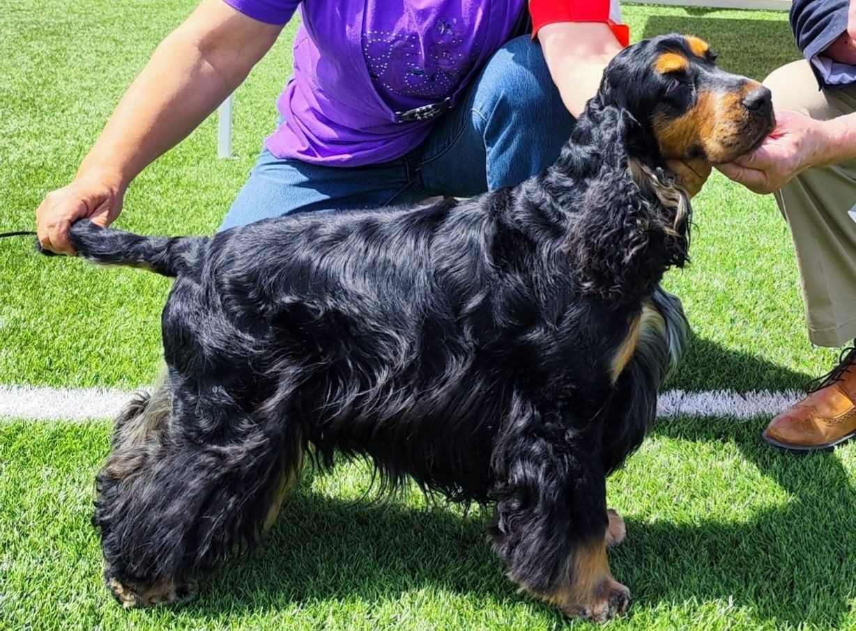 TR. CH. O'DOPE De Dasilva