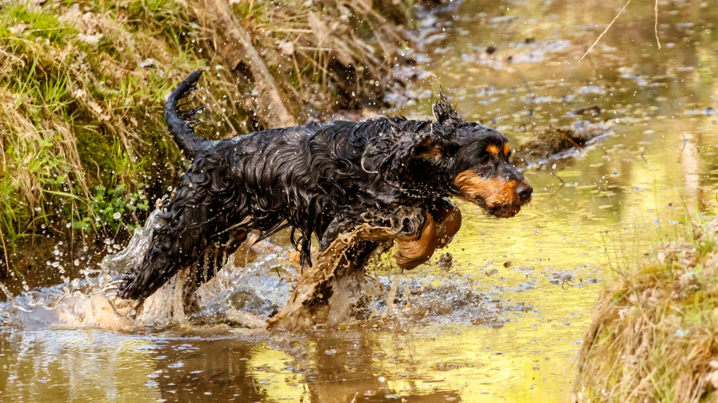 O'DOPE DE DASILVA Champion de travail et de beauté