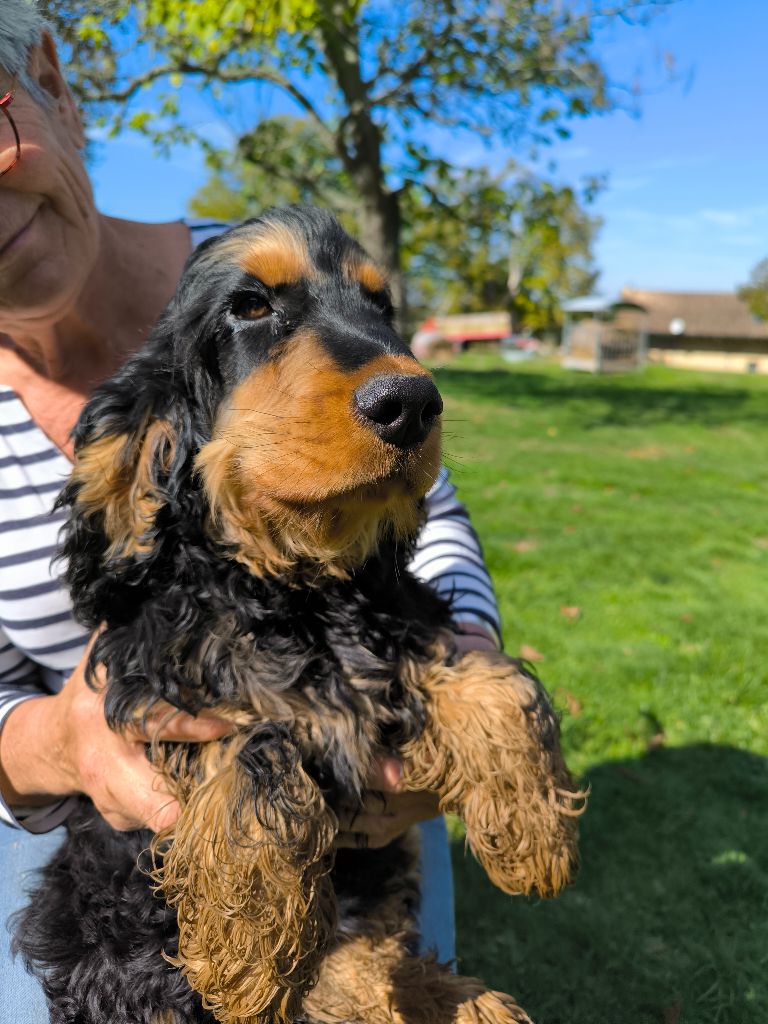 Des terres froides - Chiots disponibles - Cocker Spaniel Anglais