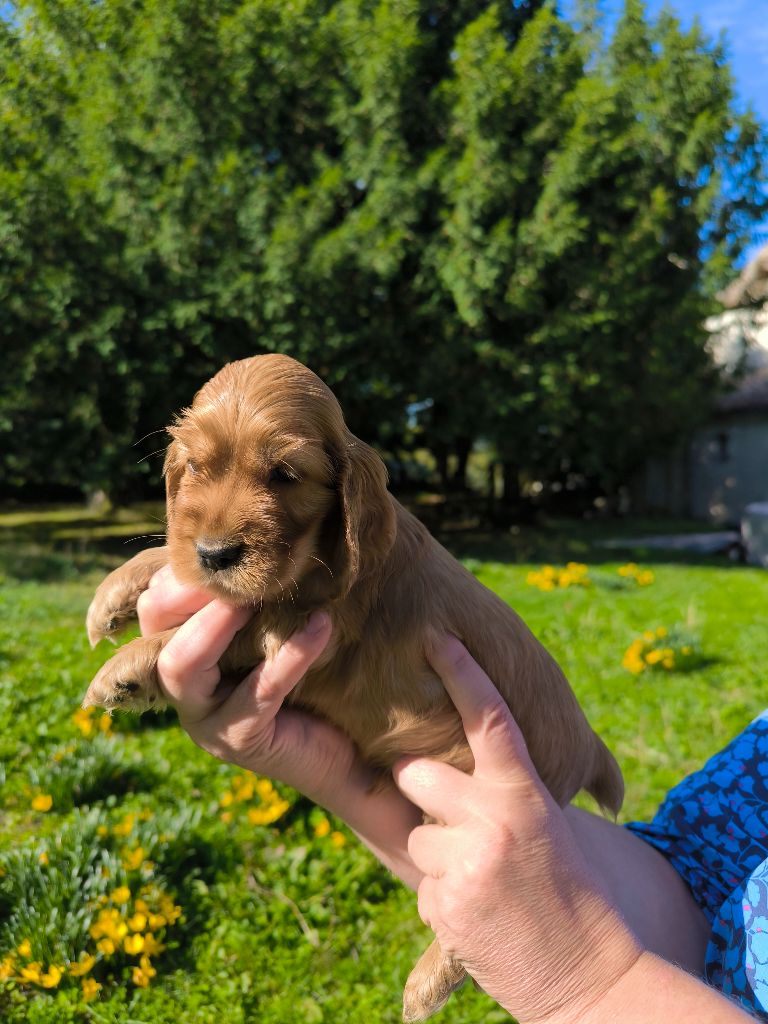 Des terres froides - Chiots disponibles - Cocker Spaniel Anglais