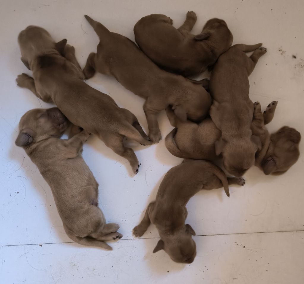 Des terres froides - Chiots disponibles - Cocker Spaniel Anglais