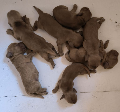 CHIOT 6