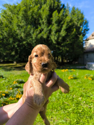 FEMELE GOLDEN