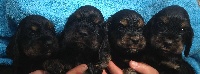 femelle noire et feu