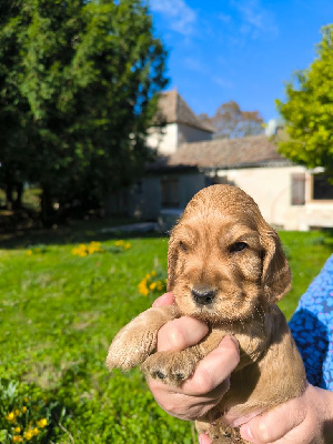 COCKER DE CHASSE