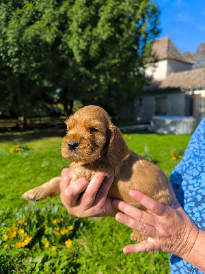 COCKER DE CHASSE