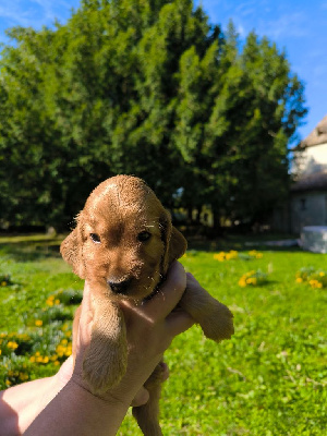 CHIOT 6