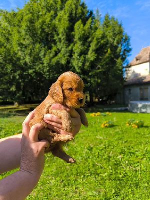 COCKER DE CHASSE