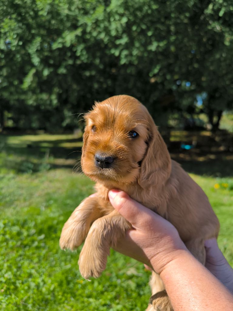 Des terres froides - Chiots disponibles - Cocker Spaniel Anglais