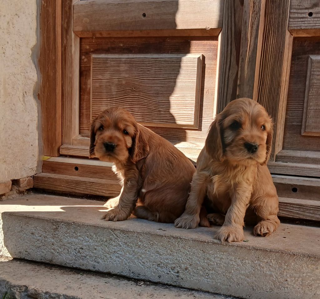 Chiot Cocker Spaniel Anglais Des terres froides