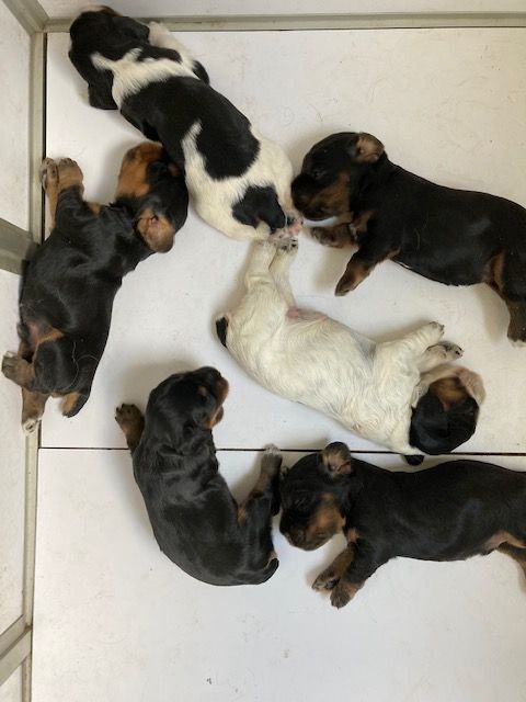 Chiot Cocker Spaniel Anglais Des terres froides
